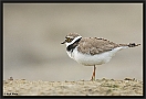 Kleine Plevier, Little Ringed Plover, Charadrius dubius Location: Wierden, the Netherlands kleine plevier MG 0077 kopie